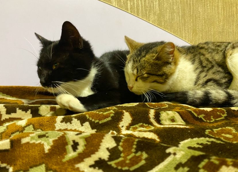 Віддам безкоштовно котів, вже самі ловлять мишей!