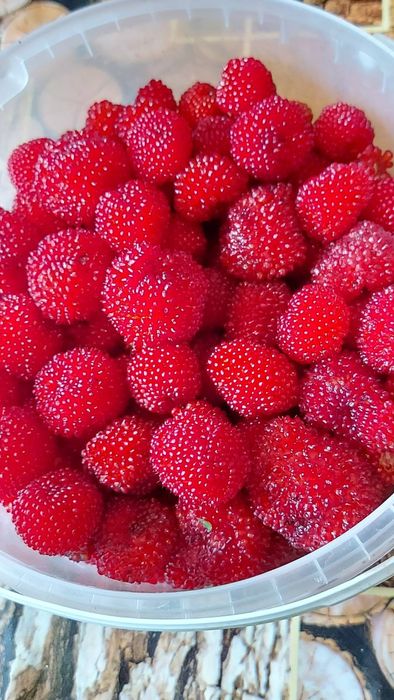 Еже-малина ежевика и др