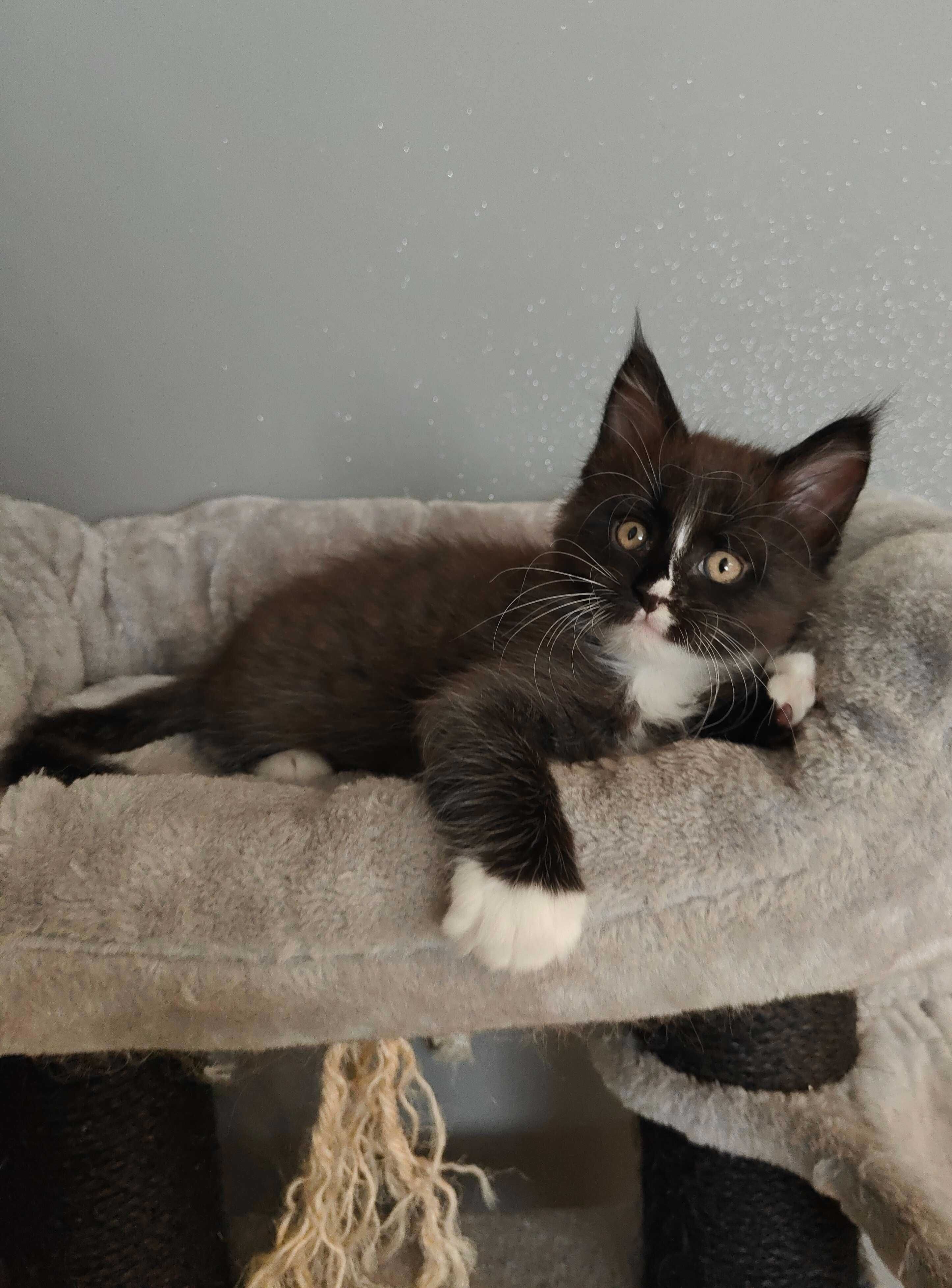 Kotka Maine Coon