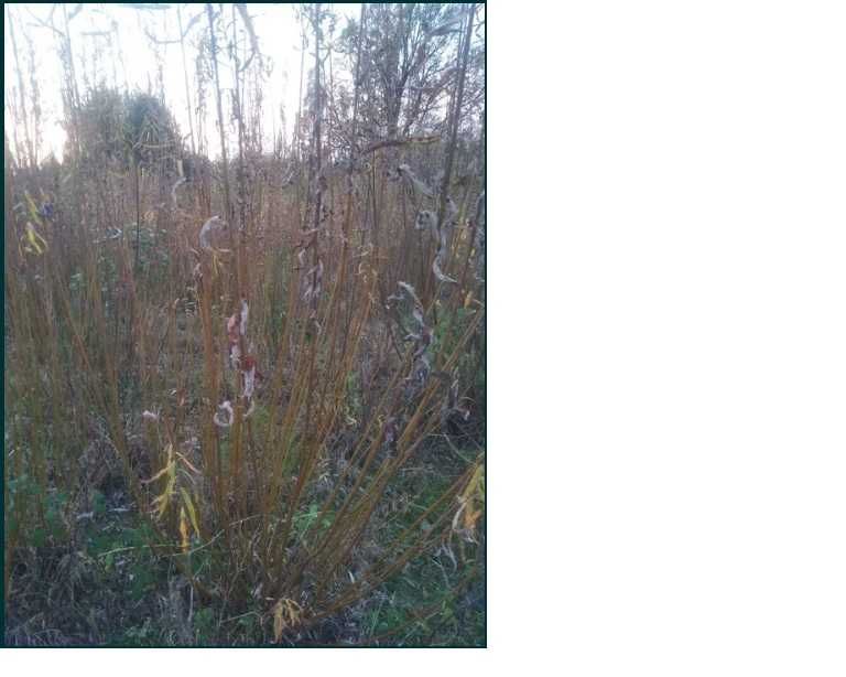 wiklina kije wiklinowe