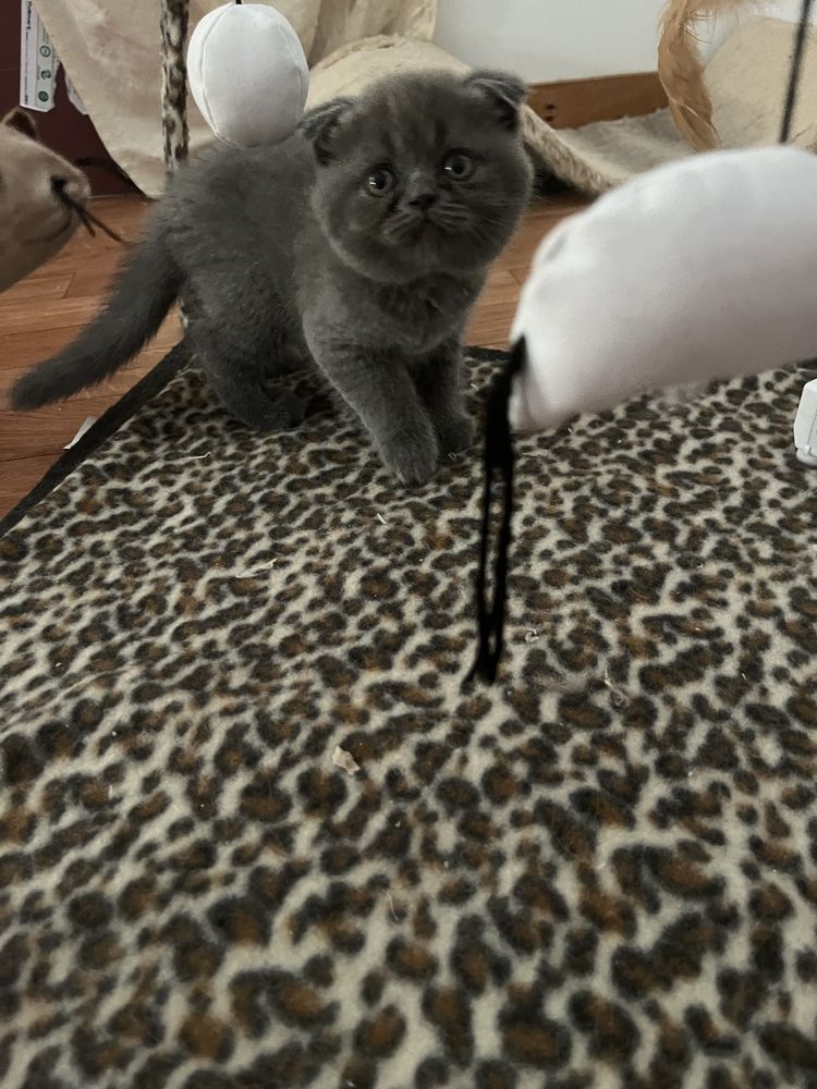 Scottish fold com alta qualidade de raça