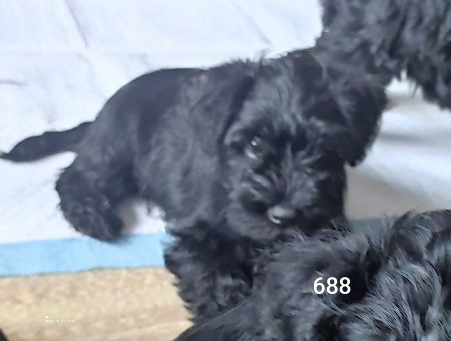 Sznaucer miniaturowy czarny piesej