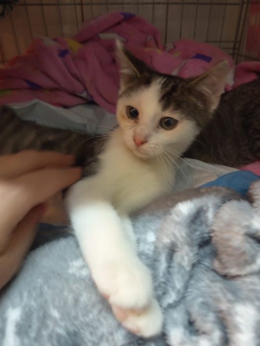 2 miesięczna kotka szuka domu niewychodzącego