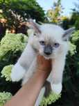 Ragdoll kocur blue mitted