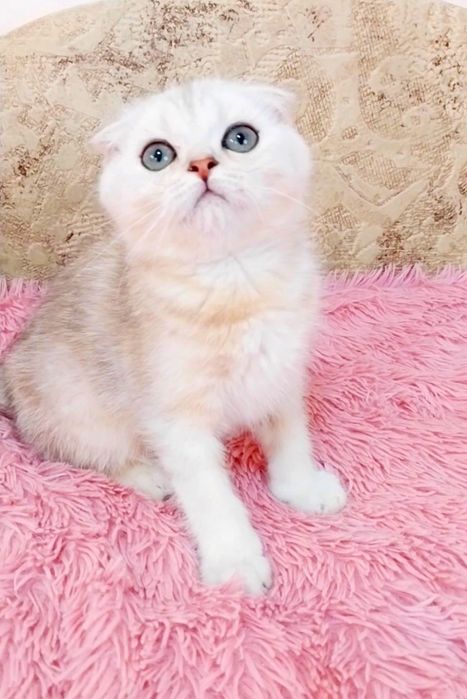 Няшний шотландський хлопчик, срібляста шиншилка