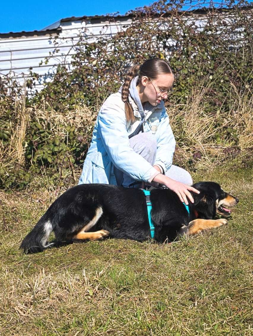 Willow - delikatna psia piękność z utęsknieniem czeka na dom!
