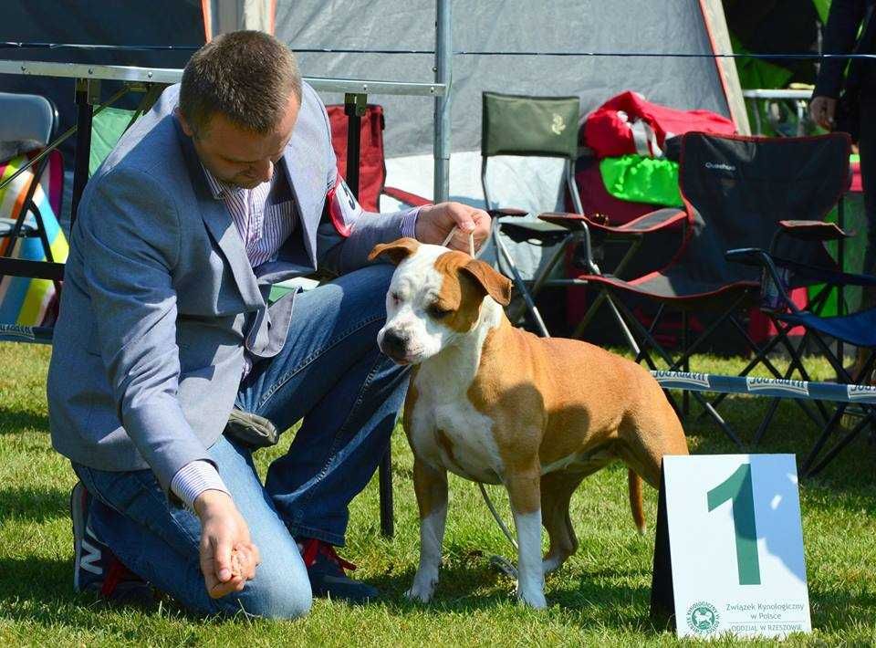 Amstaff świetny piesek już do odbioru po championach rodowód ZKwP/FCI