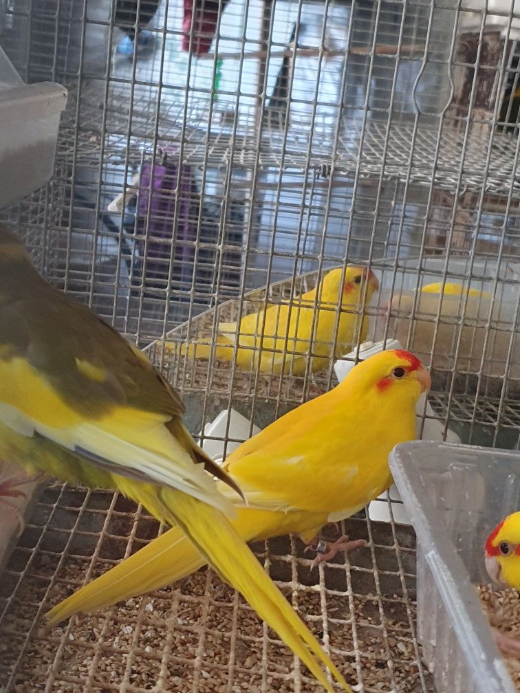Kakarikis amarelos malhados preço casal