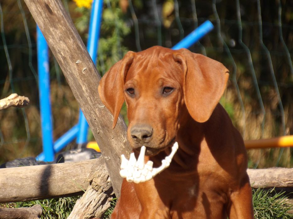 Rodzinny towarzysz życia – szczeniak Rhodesian Ridgeback FCI