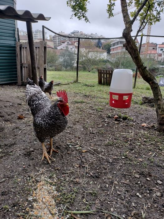 Galos pedrês portuguesesa