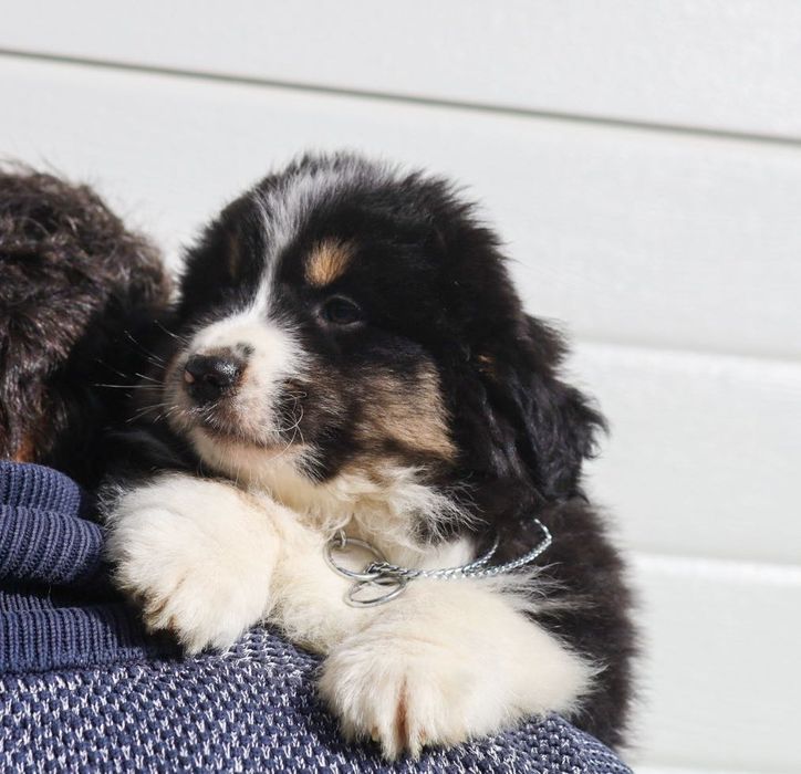 Pastor americano miniatura (mini aussi)