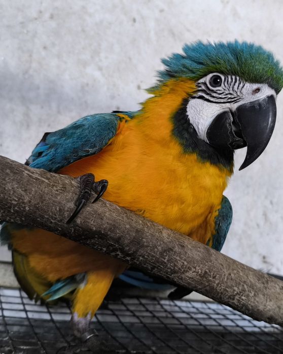 Araras Ararauna 2025 - Criadas á mão