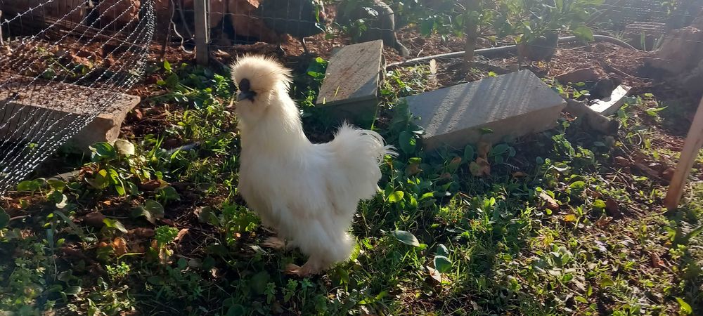 BRAHMA GALLO e sedosas