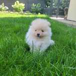 Szpic miniaturowy, szczenię, pomeranian