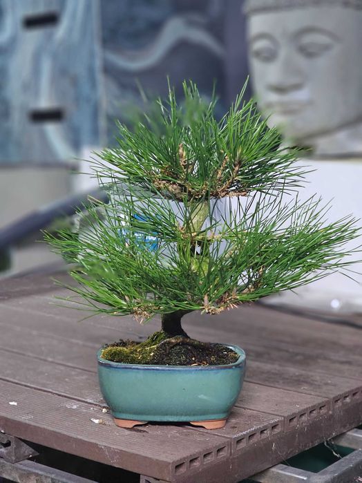 Bonsai pinus thunbergii
