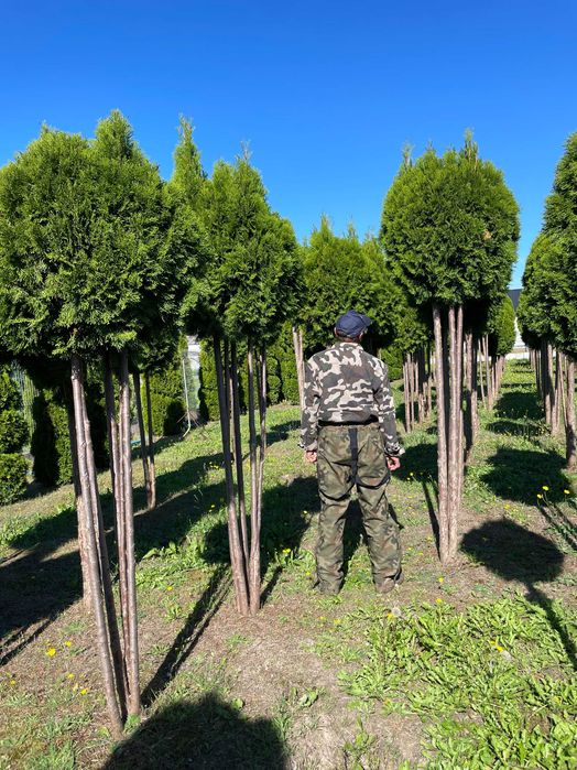 Tuja Szmaragd 250cm PRODUCENT‼️