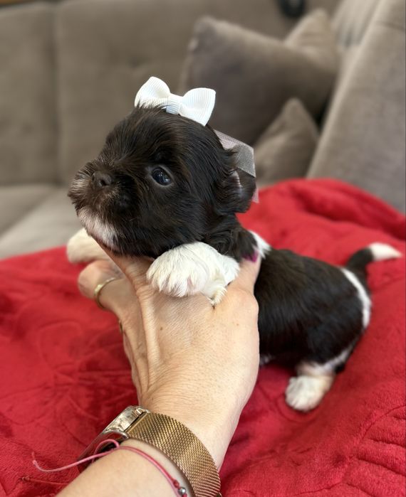 Yorkshire Terrier choco white mały chlopczyk biro