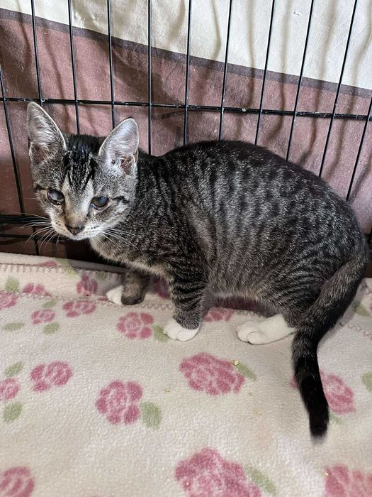 SERNIK I SZARLOTKA - brzydkie małe kotki :(