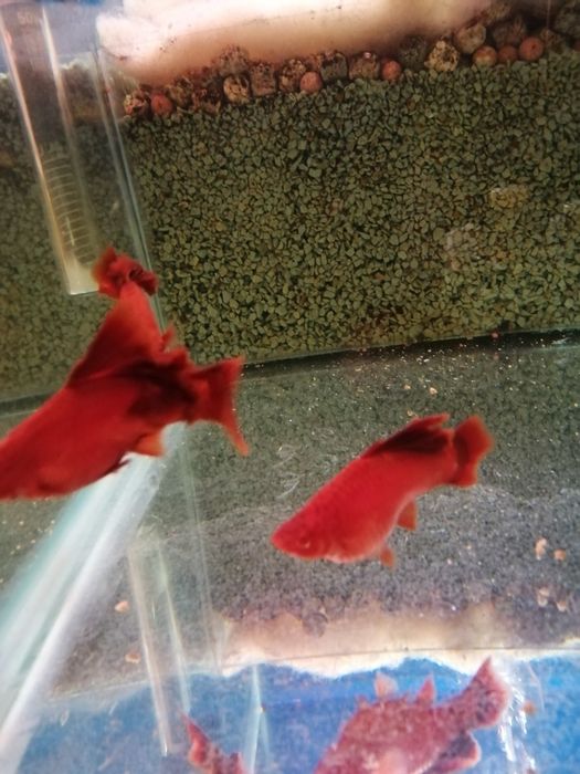 Mieczyki Red Albiono Cauliflower