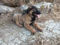Cachorra serra da estrela