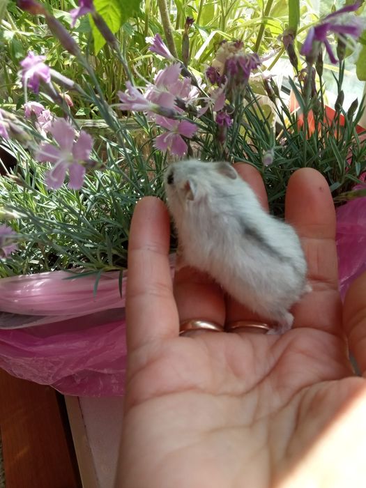 маленькие хомячки белые джунгарские хомяки клетка хомяк хомка доставка