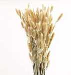 Dmuszek Jajowaty Suszony Lagurus Naturalny 70cm