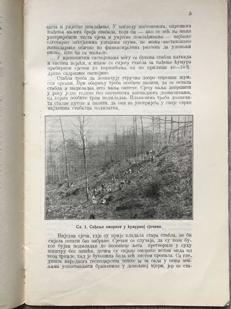 Wypał węgla drzewnego mielerze leśnictwo 1926