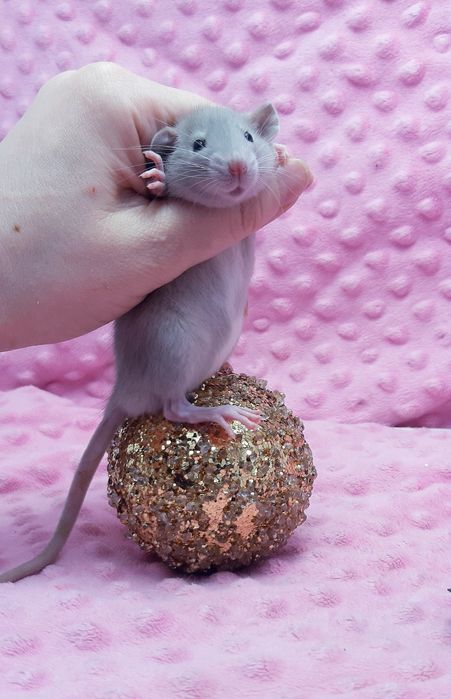 Крысы,крыски,крысята дамбо,клетки,корма,аксессуары