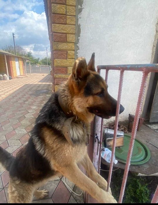 Вівчарки в добрі руки