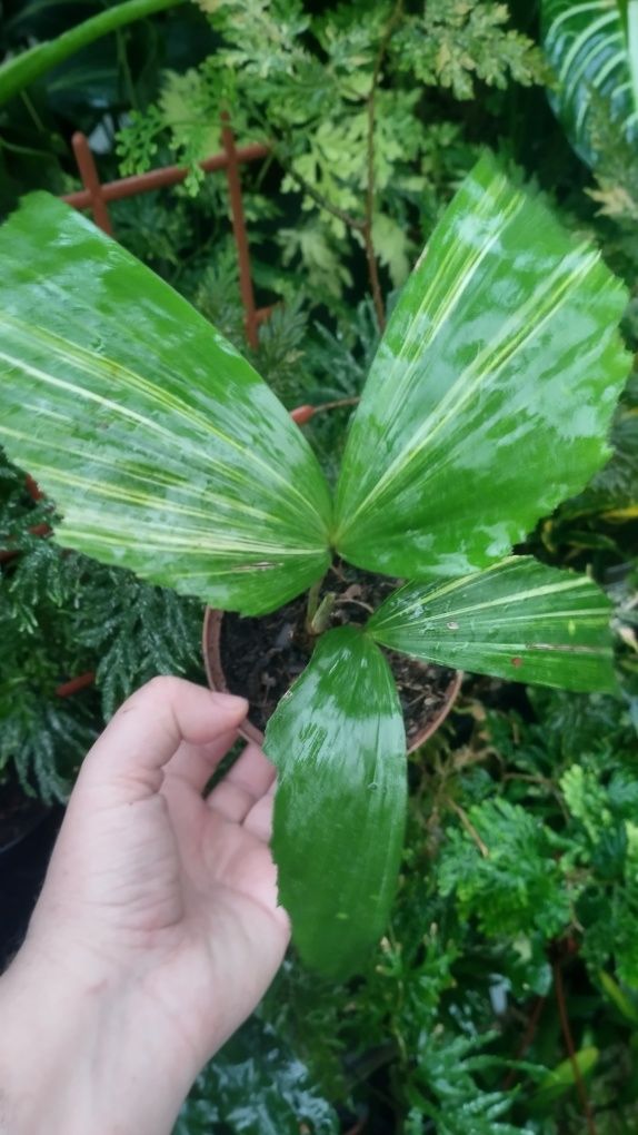 Пальма каріота caryota variegata