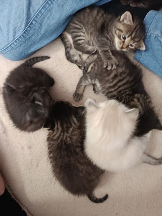 Кошенята мармурові скоріш фолд