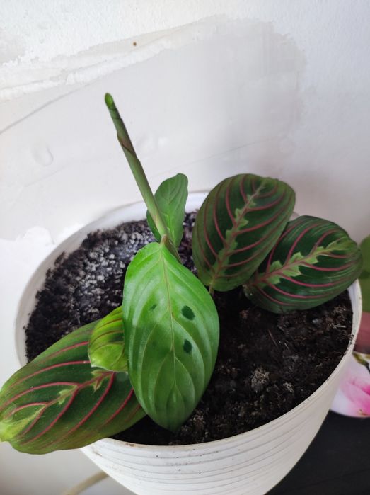 Maranta Tricolor