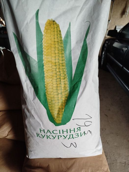 Посівна кукурудза Піонер ФАО 300