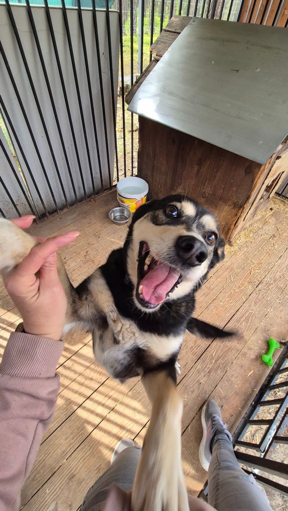 Kross, czyli wesoły mix labrador i husky