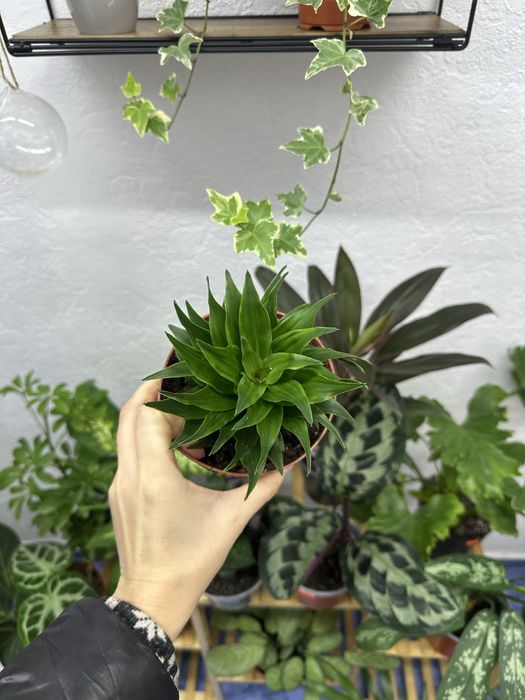 кімнатні квіти рослини