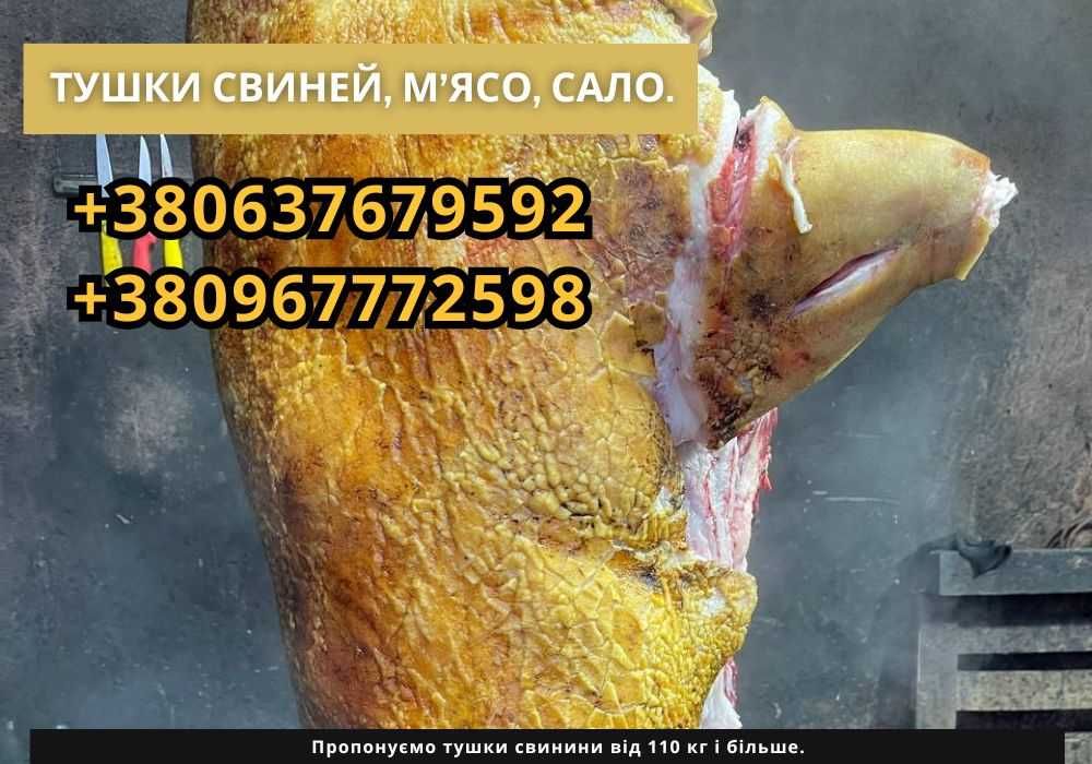 Тушки свинини оптом і в роздріб. М'ясо свині, сало НЕ ДОРОГО!