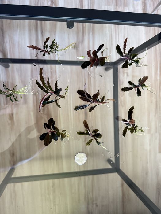 10 sztuk bucephalandra