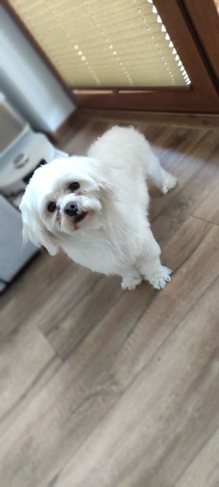 Sprzedam pieska melatanczyka