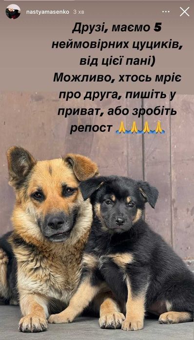 БЕЗКОШТОВНО!!! Прилаштування вакцинованих песиків