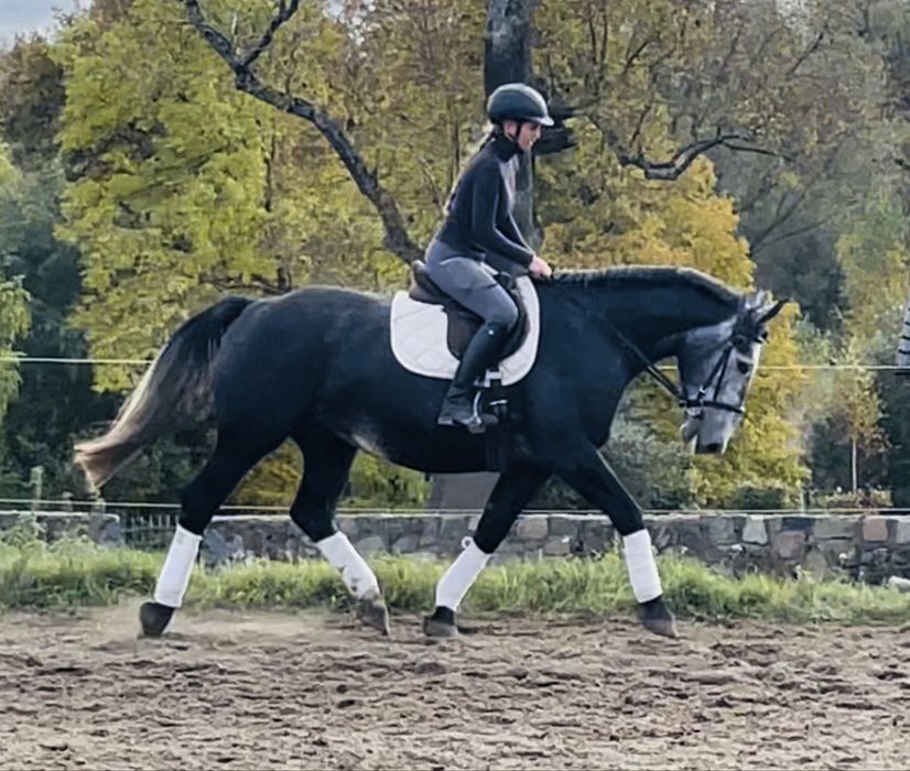 Piękna śląska klacz do sportu lub rekreacji