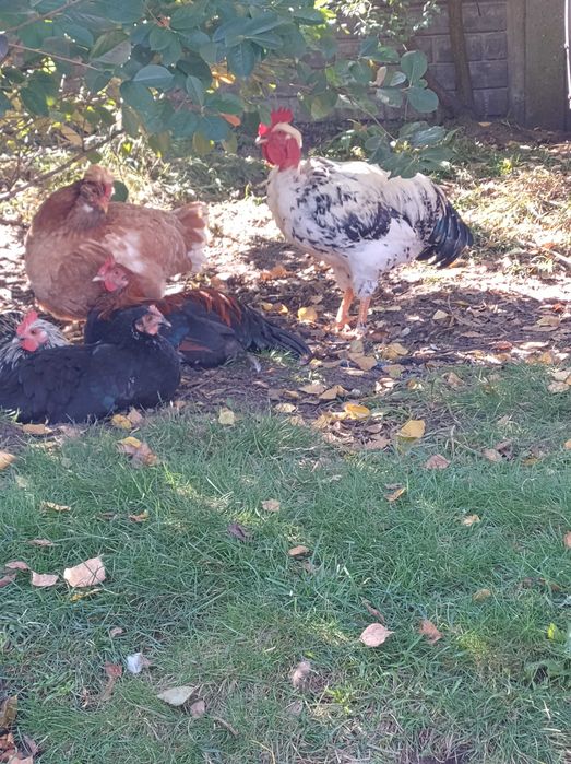 Kogutki młode różnych ras.