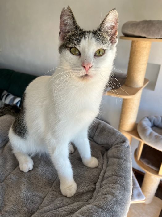 Tosia, która prawie umarła szuka domu