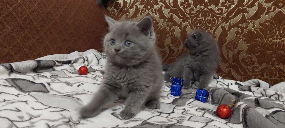 Шотландські кошенята