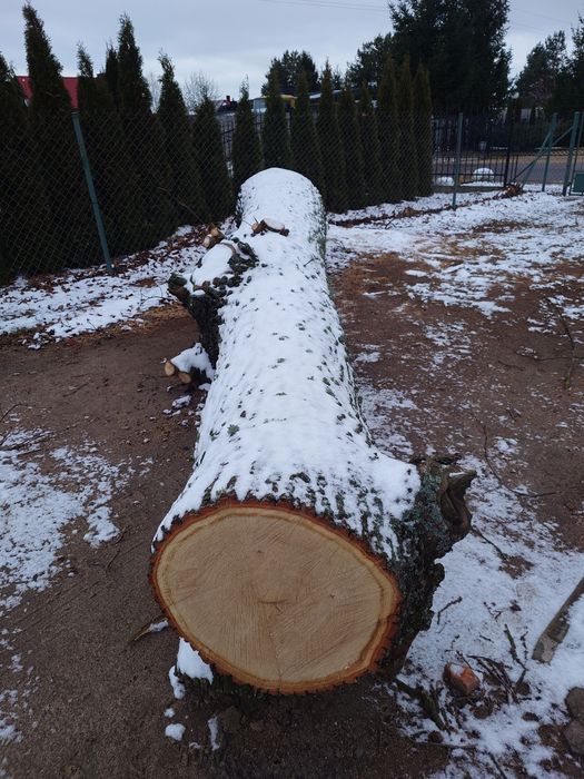 Dąb dłużyca tartaczny