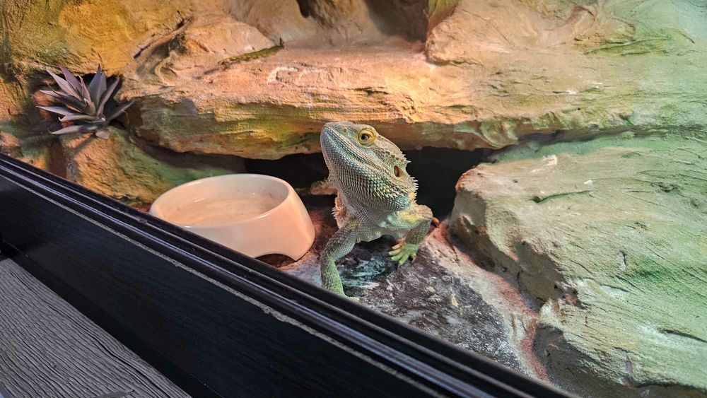 Agama brodata z terrarium