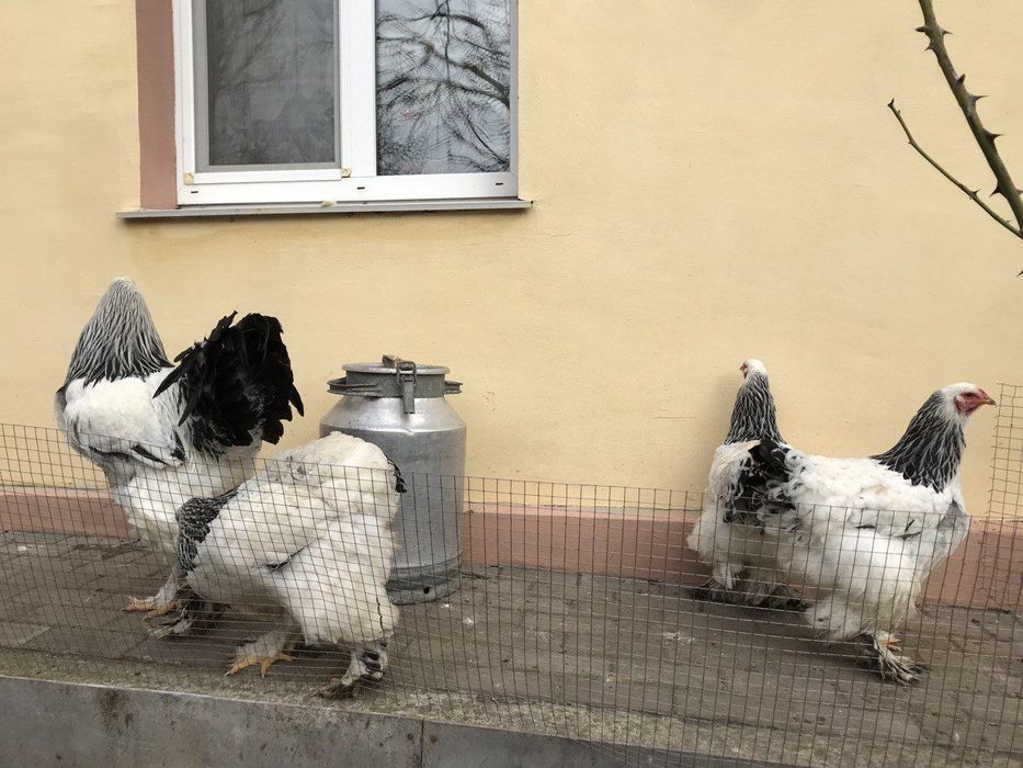 Брама колумбійська.