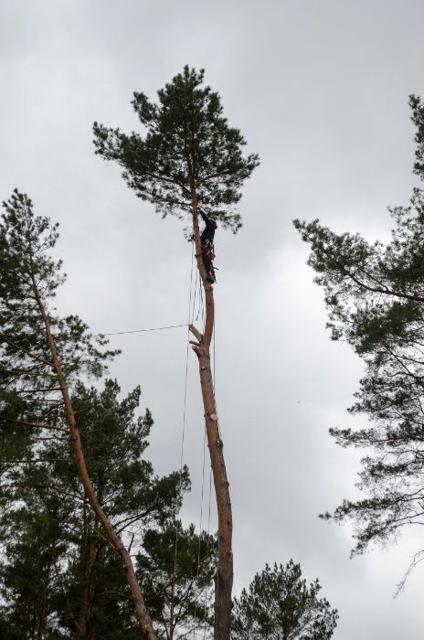 Arborysta, wycinka i pielęgnacja drzew trudnych Międzyrzecz i okolice