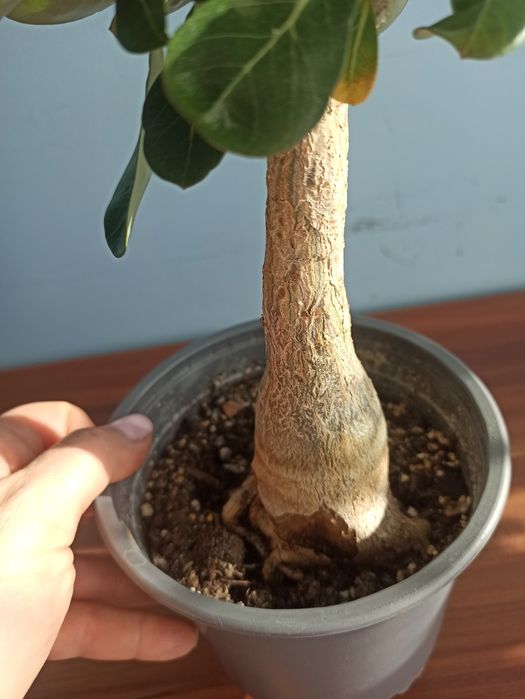 Adenium, roslina domowa.