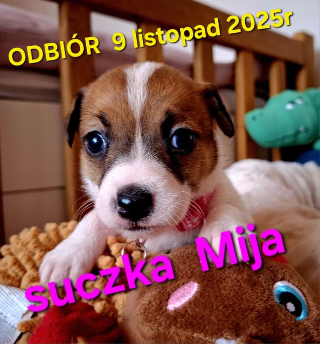Suczka Jack Russell odbiór 9 listopad 2025r TATA FCI RODZICE W HODOWLI