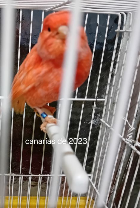 Canarias de 2024